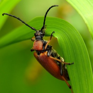 Samička tesaříka obecného